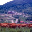 골드한우식당 이미지