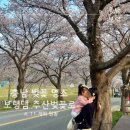 주산 | 충남 벚꽃 명소 보령댐 주산벚꽃축제 휴게소 카페 포토존 정보