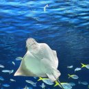 아쿠아리움 이미지