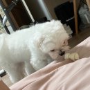 팔도유황오리 | Chapter.49