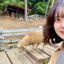 기원목장 | 가을 경기도 가볼 만한 곳 best 5 추천 명소 모음 화담숲 양떼목장 허브아일랜드 남한산성 스위스테마파크
