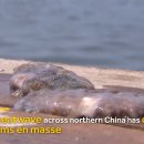 해삼농장 이미지