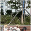 케니애견돌봄센터 | 지인 추천으로 다녀온 양산 애견유치원, 디엠 다우리 도그 센터 10회 권 리얼 이용 후기!