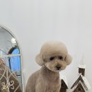 개in공간 이미지