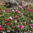 채송화농장 이미지