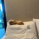 포레스트258 | 경북경주 [포레스트258] 내돈내산 / 애견동반_A동101호
