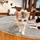 길고양이 마을(카스카) 네이버블로그