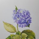 꽃그림 색연필화 이미지