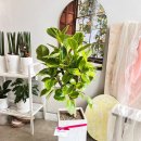 신월동163 이미지