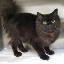 광주TNR동물병원(송정) 이미지