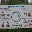 소나무 군락지 이미지