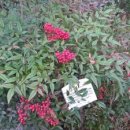 비파로 106 이미지