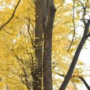 Sentimenta 이미지