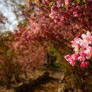 남미륵사 이미지