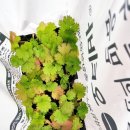 제일종묘농약사 이미지