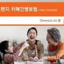 오렌지펫 이미지