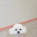 예쁘개 이미지
