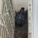 비둘기집 이미지