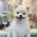 까까몽 애견미용실 | 포메 곰돌이컷 [부개동 까까몽] 애견미용실에서