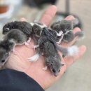 펫엔글라이더본점&로던트클럽 광주 네이버블로그