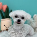 멍블리즈 이미지