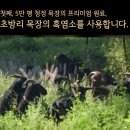 춘천흑염소도축장 | 흑염소진액 흑장녹삼 초방리마을 자연 보양식