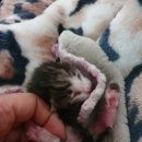 형제그린 이미지