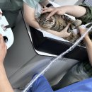 아떼꼬떼 동물병원 이미지