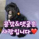 ANF X 후지필름 &#39;그레인프리 독 연어 &amp; 병아리콩 사료 후기