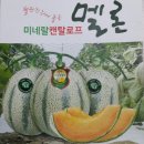 칸탈로프 멜론 종자 씨앗 캔탈로프 멜론 종자 씨앗 판매하는곳 장춘종묘(주) 이미지