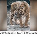 민화 속 호랑이가 우스꽝스러웠던 이유 이미지