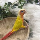 와우펫앤쥬(기장점) | 분양] 코뉴어·퀘이커 대규모 입고! 🦜 갈라코카투·아마존 대형조를 만날 수 있는 와우펫앤쥬 기장점
