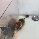 시바나라 이미지