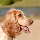 이산동물의료센터 이미지