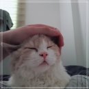 렉스 이미지