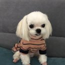 그루밍 펫 뷰티샵 이미지