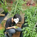 소소농장 | 수도권 인근 소형 토지를 이용한 주말농장 후기 / 감성 사진