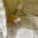 에이치동물메디컬센터 이미지