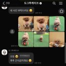 도그투케이크 이미지