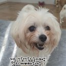 쓰담쓰담 네이버블로그