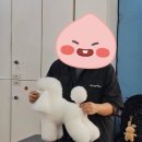 애견미용사 3급 자격증 과정 2 | (연맹)반려견 미용, 애견미용사 3급 준비과정 후기