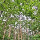 《 내린천과 박달고치 숲길 》26.6.25 이미지