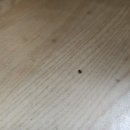 크린환경사료 이미지