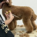 도도애견샵 | 안산애견미용학원 국비지원으로 취업까지 완벽하게!