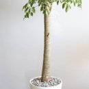 바인세라믹 이미지
