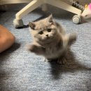 대전 고양이분양 퍼스트캣 대전점 | 고양이 분양 대전고양이분양 퍼스트캣 대전점 후기