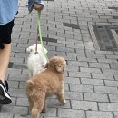 김밥천국 보라매역점 네이버블로그