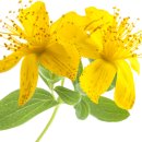 St. John's wort: 우울증에 좋은 허브 이미지