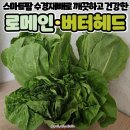 진수마트 | 유러피안 채소로 신선함을 가득 담은 샐러드 만들기 야채의진수 유러피안 상추·미니로메인·버터헤드
