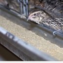 메추리농장 이미지